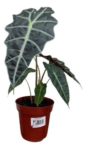 Alocasia Amazônica