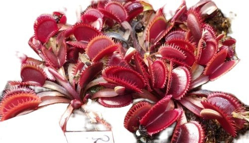 10 Sementes Planta Carnivora Dioneia Red Dragon+manual