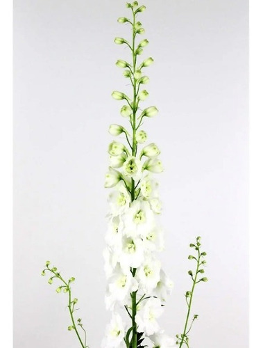 100 Semillas De Delphinium Blanco