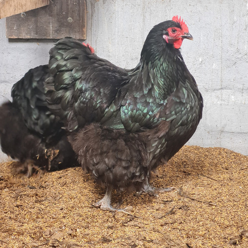 Ovos Férteis Galinha Orpington Negro - 12 Unidades