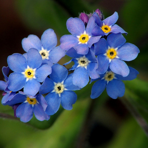 Imagen 3 de 4 de 40 Semillas De Myosotis Alpestris Blue (no Me Olvides)