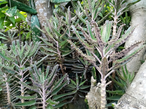 100 Hojas De Aranto Prodigioso Kalanchoe Daigremontiana