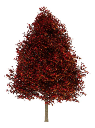 Liquidambar