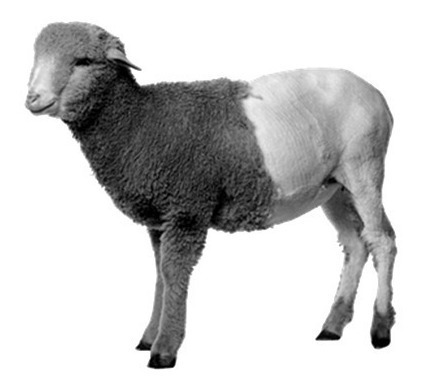 Imagen 7 de 10 de Esquiladora Electrica Cortadora Profesional Animales Ovejas