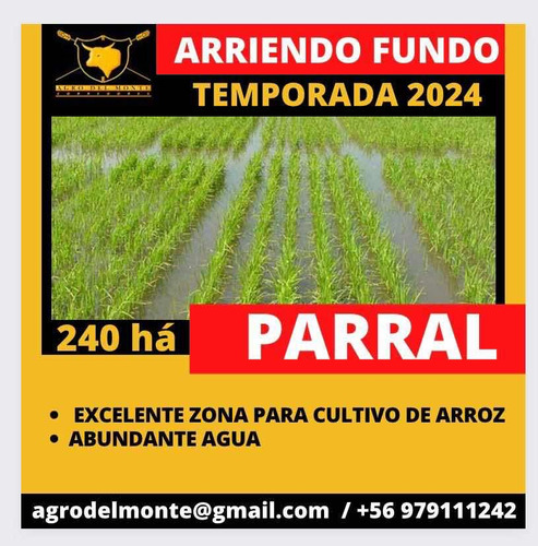 Arriendo 240 Ha Parral