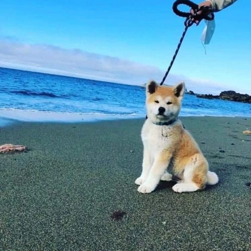 Akita Inu