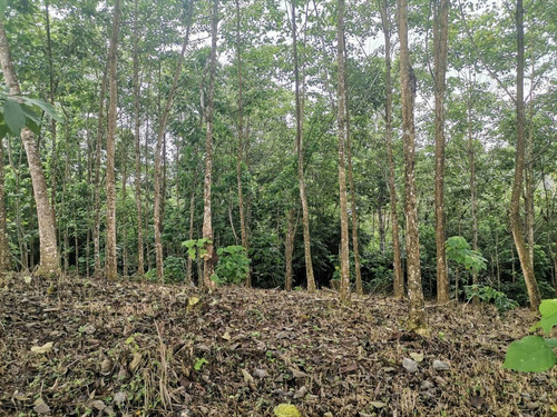 Imagen 4 de 8 de Oportunidad Terreno De 6100 M2 A 5 Minutos De El Carmen