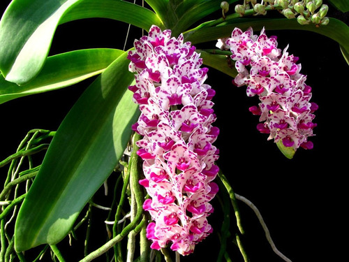 Orquídea Rhynchostylis (incluye Envio)