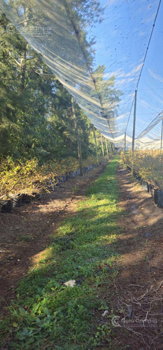 Se Vende, Chacra De Arándanos, En Producción 25 Ha En San José, Apóstoles - Misiones