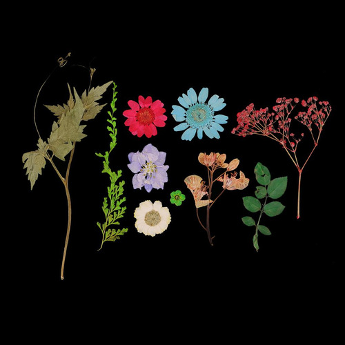 Flores Secas Prensadas Naturales 30 Piezas Mix1