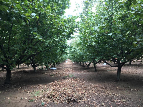 Agrícola En Venta En Gorbea