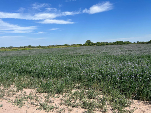 Dueño Vende 4 Lotes De 30 Ha Cada Uno, Juntos O Separados, En Producción, Zona Alfalfera, Alambradas 100%, Con Escritura. Canales De Riego. Sobre Ripio A 2km De La Ruta 34, U$s4000/ha, Financio