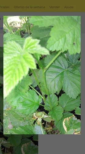 Imagen 4 de 6 de Plantas De Frambuesa Oscura No Pague Envio Antes