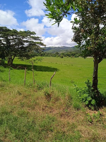 Imagen 13 de 14 de Venta Finca Estado Lara, Municipio Crespo
