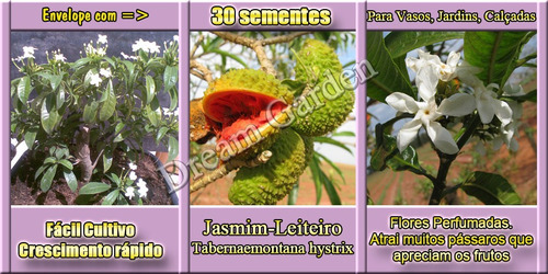 Jasmim Leiteiro Sementes Flor Melifera Para Mudas E Bonsai