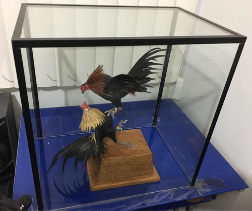 Maqueta Gallos De Pelea Con Plumas Reales , Hecho En México