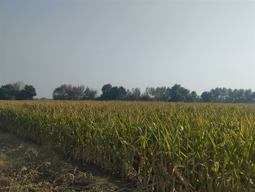 Vende 35.5 Hás San Clemente, Región Del Maule