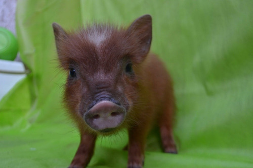 Mini Pig