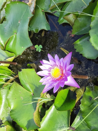 Flor De Loto Azul, Blue Lotus Flower, Nymphaea Caerulea 100g