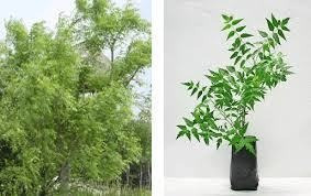 Nim Plantas