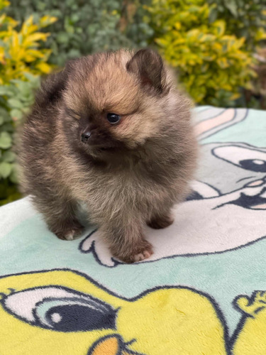 Hermosa Cachorra Pomerania Tipo Oso