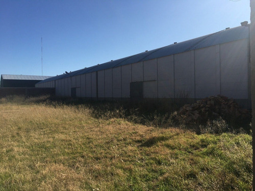 Imagen 5 de 21 de Galpón De 800 M2 Agustín Álvarez 4100 (sector Scania U$s 180.000)