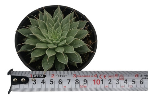 Graptoveria Silver Star Set 3 Pzas