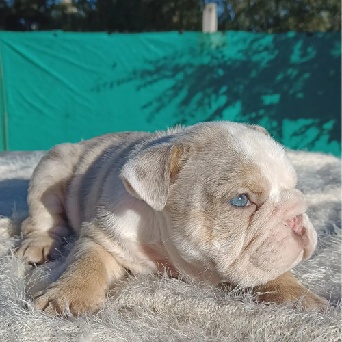 Bulldog Inglés Macho Lilac Tri Merle 