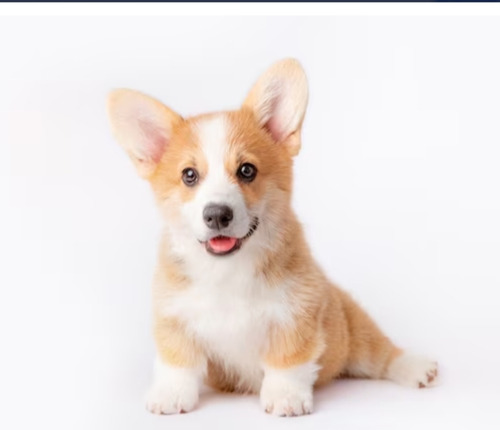 Cachorros Corgi Cardigan