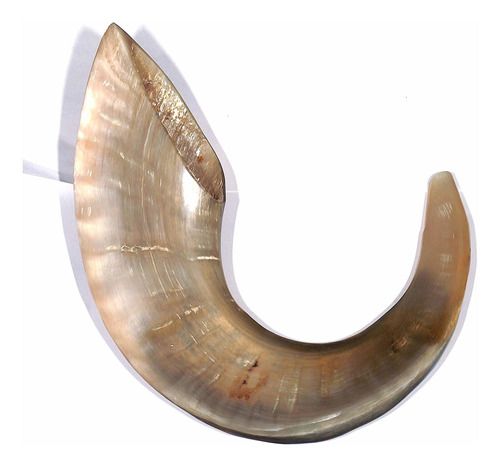 Cuerno De Carnero Natural Pulido Shofar Rosh Hashana Tamaño 