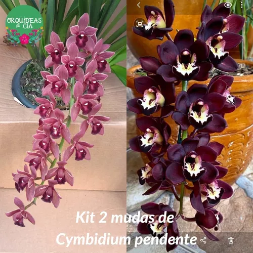 Kit 2 Orquídea Cymbidium Pendente: Negra E Dorothy (s/flor) | Parcelamento  sem juros
