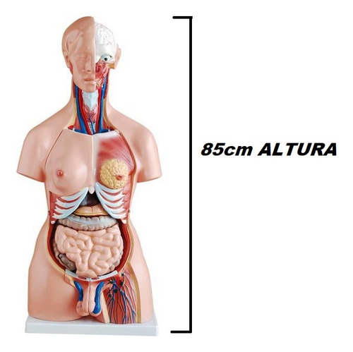 Torso De 85 Cm, Bissexual, Com Coluna Exposta, Em 24 Partes