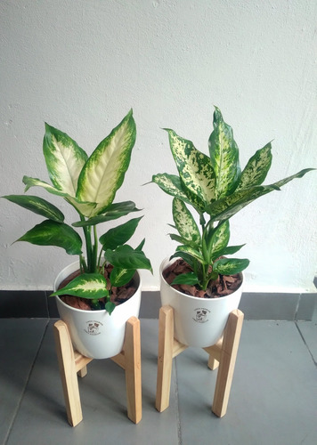 Combo Dieffenbachias X 3 Tropic + Mariana + Maceta + Pie