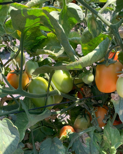 5 M Semilla Tomate Determinado Grand Prix Lark Seeds