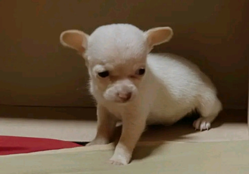 Cachorritos Chihuahua Cabeza De Venado 