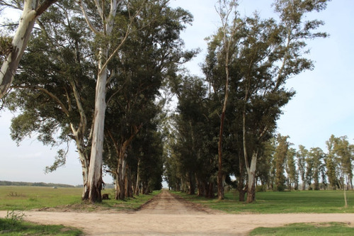 Imagen 14 de 16 de Lote En Country Los Tres Pinos