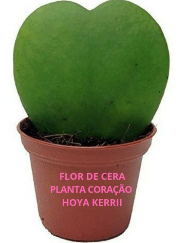 Flor De Cera - Planta Coração - Hoya Kerrii Cactos Colecção | Parcelamento  sem juros