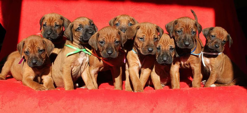 Rhodesian Ridgeback