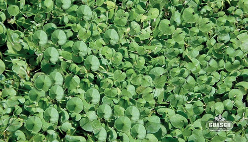 Imagen 3 de 6 de Semillas Cesped Pasto Dichondra Eeuu Oreja Raton 1kg Picasso