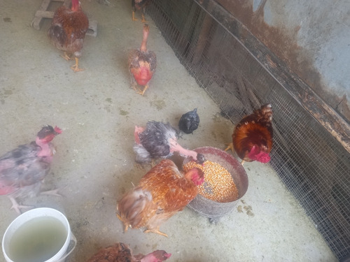 Imagen 2 de 10 de Gallos, Gallinas Criollas Guaricas, Culinas Y Pavos
