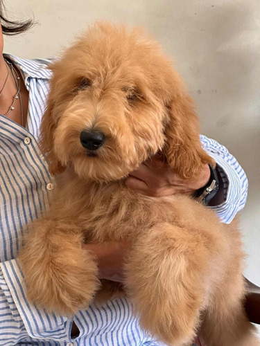 Labradoodle Multigen Talla Mediana