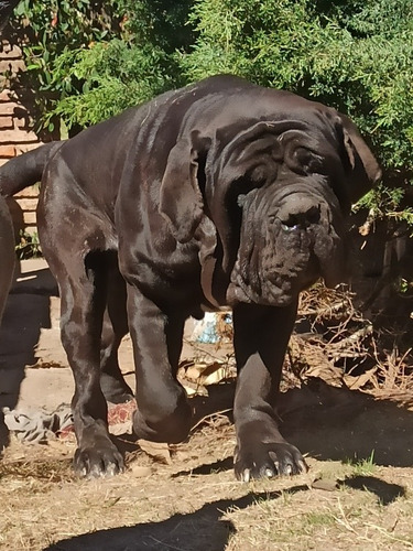 Cachorros De Mastín Napolitano