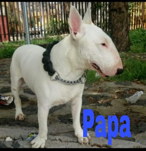 Cachorrita Bullterrie Ingles