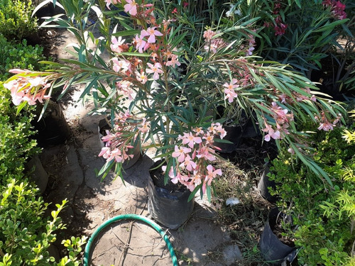 Imagen 2 de 6 de Adelfa, Adelfas, Laurel Rosa, Nerium Oleander 10lts