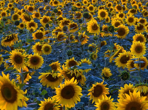 Semillas Orgánicas Girasol Oaxaca