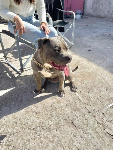 American Bully Blue Pocket - Servicio De Monta