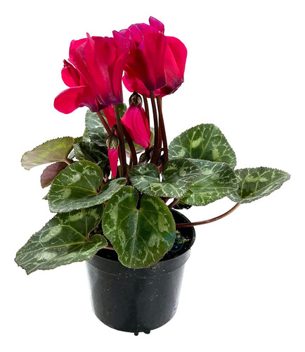 Planta De Interior Cyclamen Mini Violeta De Los Alpes Nro8