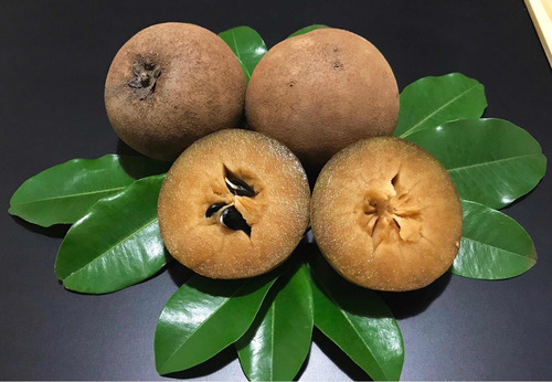 Muda De Sapoti - Fruta Exótica ( Manilkara Zapota ) (Usado)