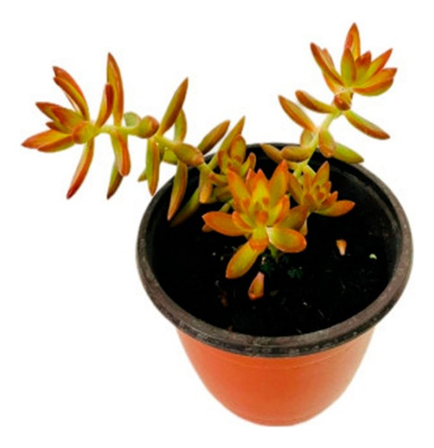 Sedum Adolphii Planta Suculenta Conchita Flor De Piedra 10cm