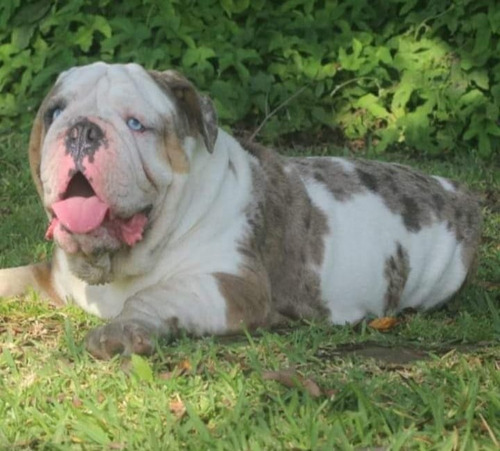 Servicio De Monta Bulldog Inglés Ojos Celestes Exótico Merle